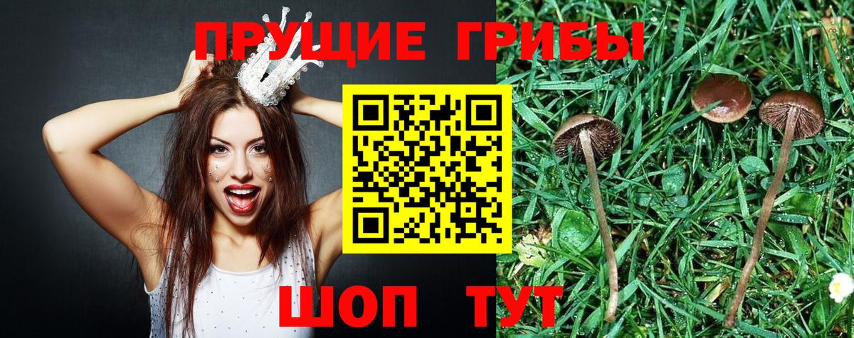 Псилоцибиновые грибы ЛСД  Вход с VPN  Горно-Алтайск  Псилоцибиновые грибы мицелий 